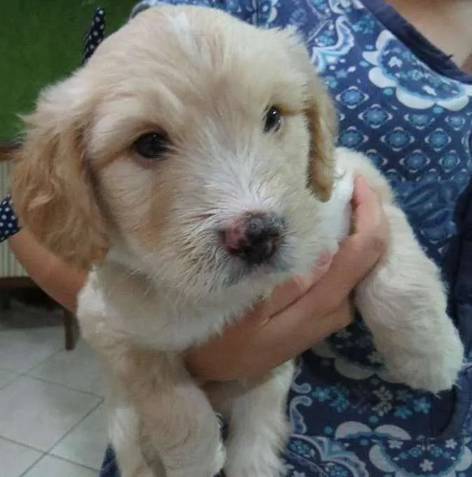 Cachorro ra a SRD idade Abaixo de 2 meses nome Aaron