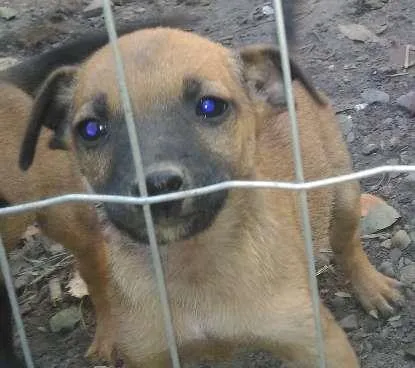 Cachorro ra a Vira-lata idade 2 a 6 meses nome Sem.nome