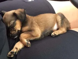 Cachorro raça SRD idade  nome SUSY
