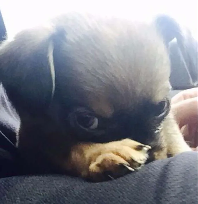 Cachorro ra a SRD idade  nome SUSY