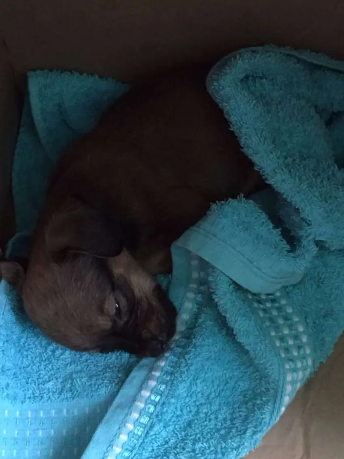 Cachorro ra a SRD idade  nome SUSY
