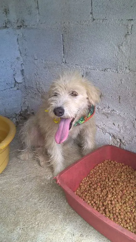 Cachorro raça srd idade 2 anos nome aretha