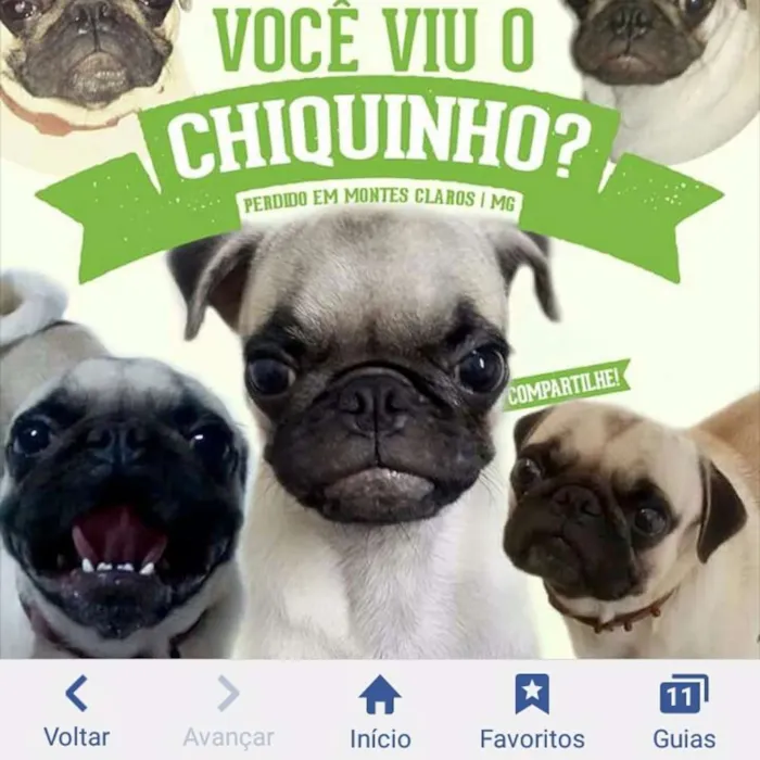 Cachorro ra a Pug idade 4 anos nome Chiquinho