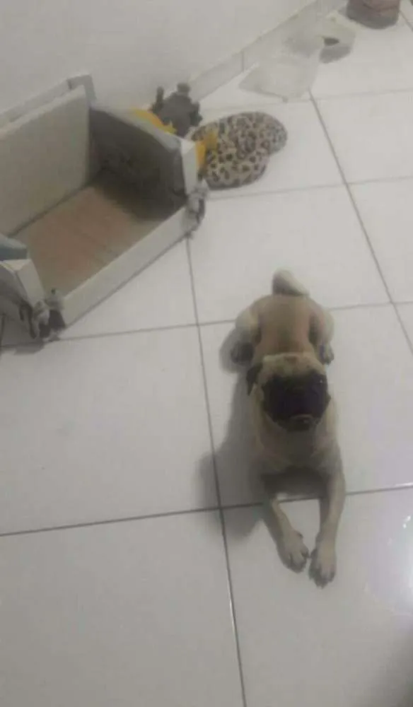 Cachorro ra a Pug idade 4 anos nome Chiquinho