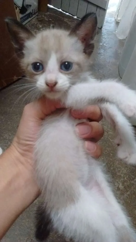 Gato ra a Vira lata idade Abaixo de 2 meses nome Sem nomes