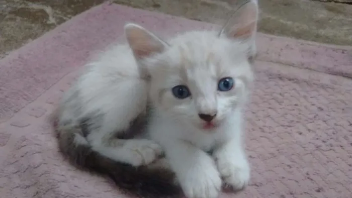 Gato ra a Vira lata idade Abaixo de 2 meses nome Sem nomes