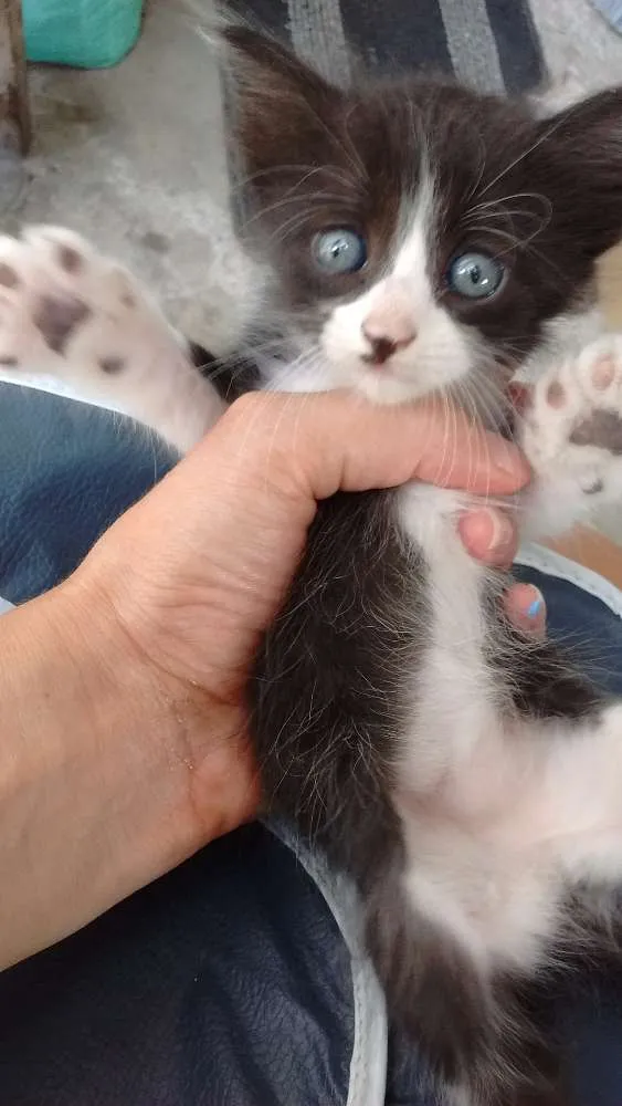 Gato ra a Vira lata idade Abaixo de 2 meses nome Sem nomes