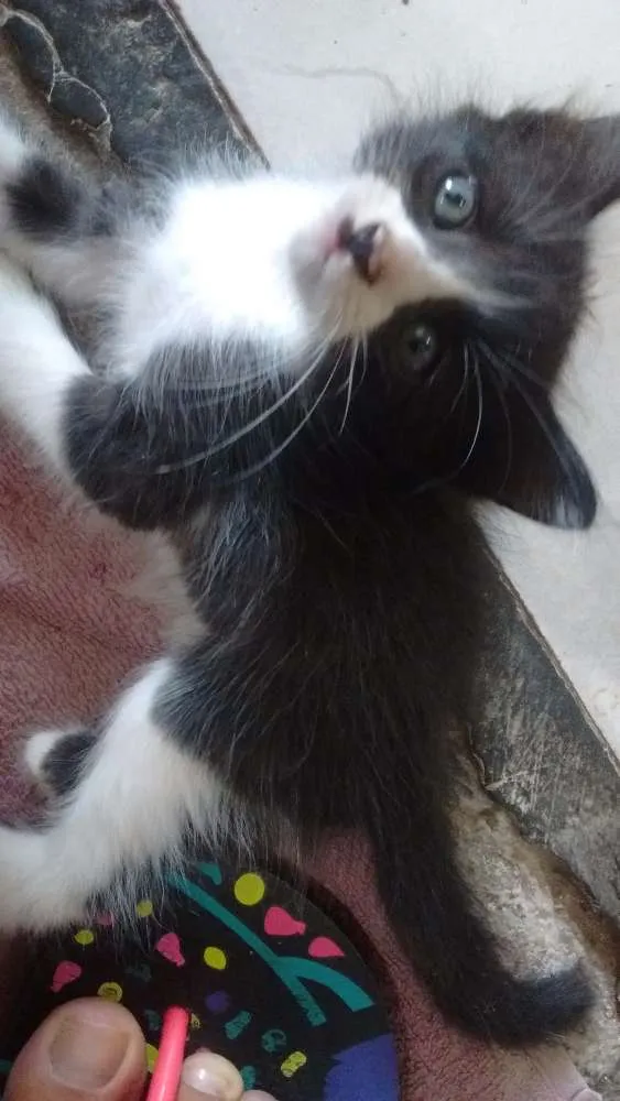 Gato ra a Vira lata idade Abaixo de 2 meses nome Sem nomes