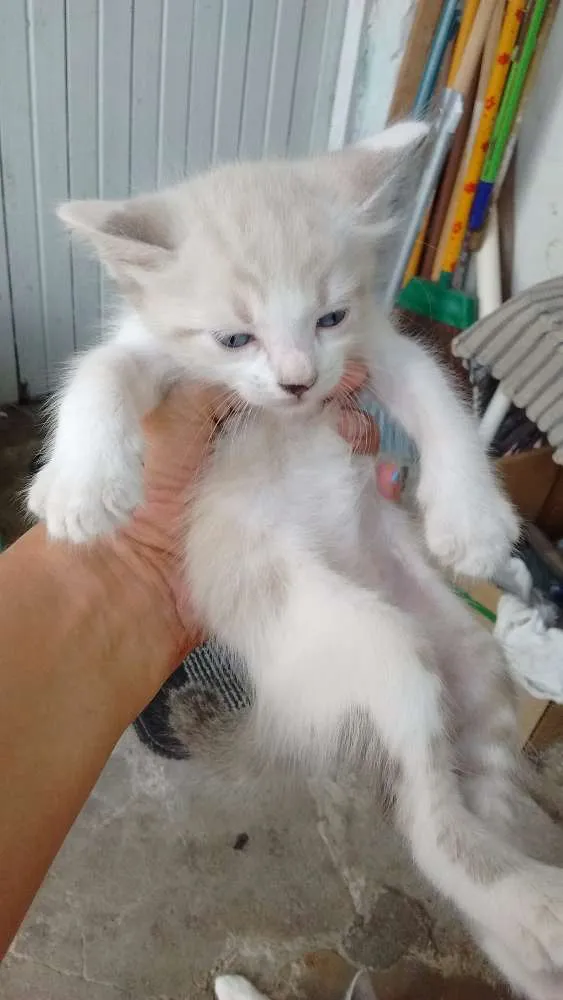 Gato ra a Vira lata idade Abaixo de 2 meses nome Sem nomes