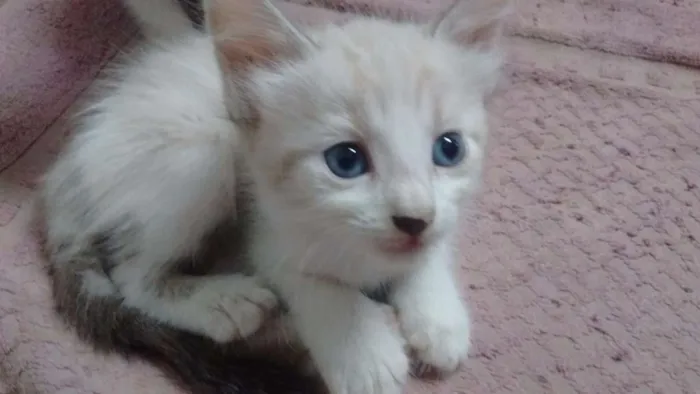 Gato ra a Vira lata idade Abaixo de 2 meses nome Sem nomes