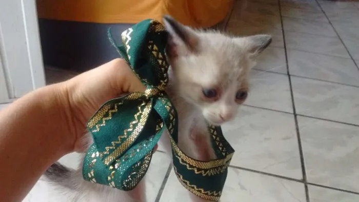 Gato ra a Vira lata idade Abaixo de 2 meses nome Sem nomes