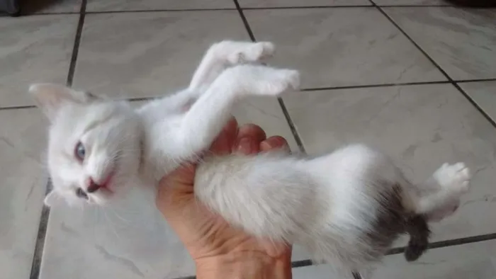 Gato ra a Vira lata idade Abaixo de 2 meses nome Sem nomes