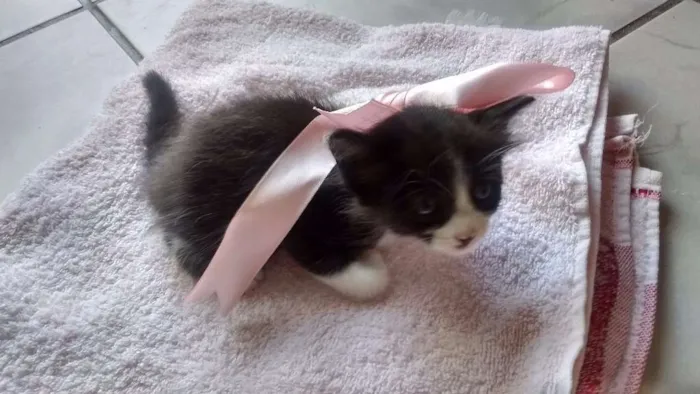 Gato ra a Vira lata idade Abaixo de 2 meses nome Sem nomes