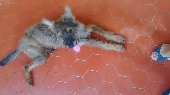 Cachorro ra a Vira lata idade 1 ano nome Coloquei Dolly 