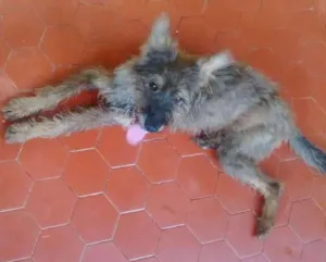 Cachorro raça Vira lata idade 1 ano nome Coloquei Dolly 