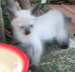 Gato raça Siamês idade Abaixo de 2 meses nome Sem nome