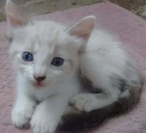 Gato raça Vira lata idade Abaixo de 2 meses nome Sem nomes