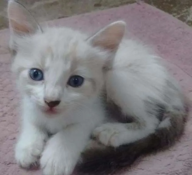 Gato ra a Vira lata idade Abaixo de 2 meses nome Sem nomes