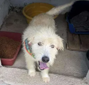 Cachorro raça srd idade 2 anos nome aretha