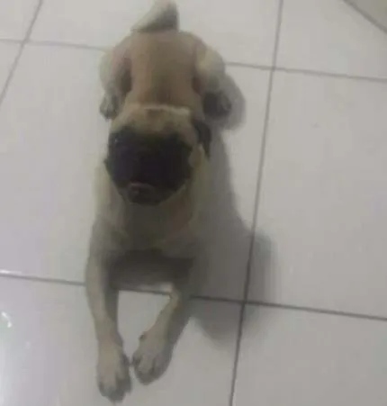 Cachorro ra a Pug idade 4 anos nome Chiquinho