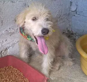 Cachorro raça srd idade 2 anos nome aretha