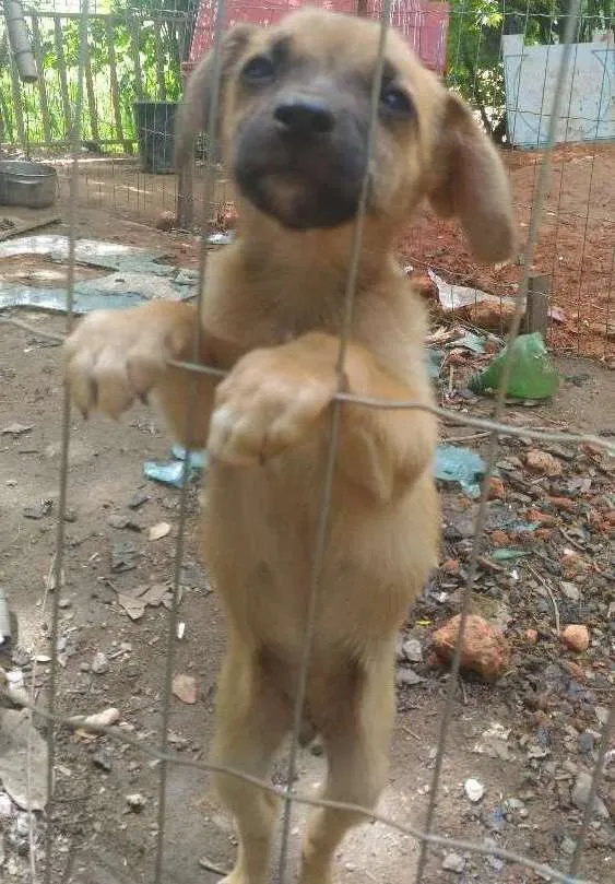 Cachorro ra a Vira-lata idade 2 a 6 meses nome Sem nome