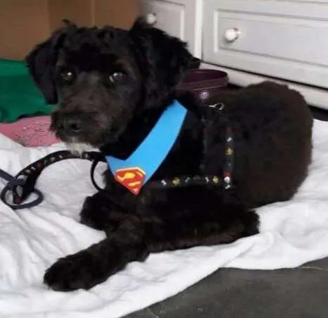 Cachorro ra a vira lata idade 7 a 11 meses nome Achado Mauá