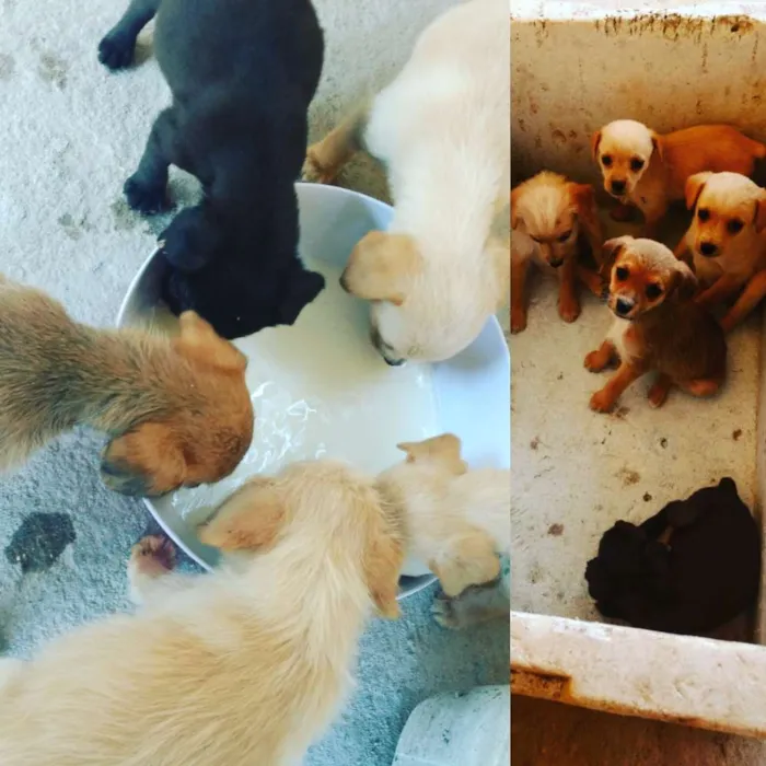Cachorro ra a Acho que viralata idade Abaixo de 2 meses nome Sem nome