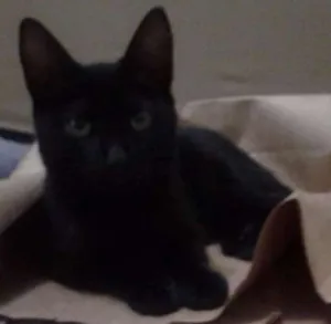 Gato raça RND idade 2 anos nome Nina