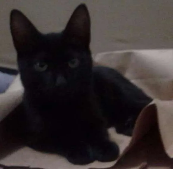 Gato ra a RND idade 2 anos nome Nina