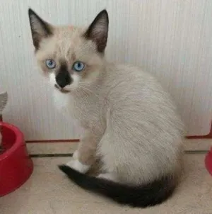 Gato raça pelo curto idade 2 a 6 meses nome sem nome
