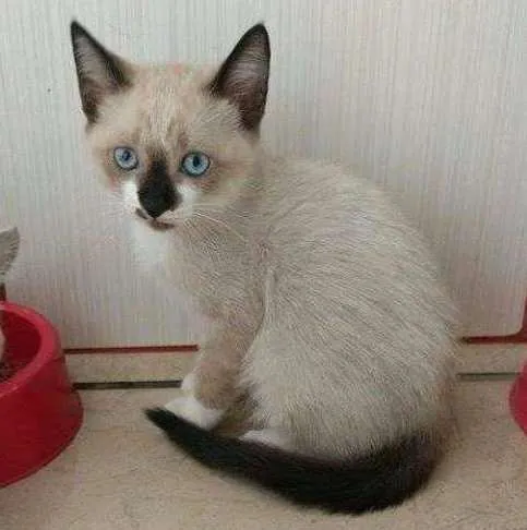 Gato ra a pelo curto idade 2 a 6 meses nome sem nome