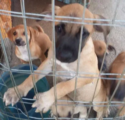 Cachorro raça indefinida idade 2 a 6 meses nome sem nome