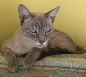 Gato raça SRD idade 7 a 11 meses nome Charlotte