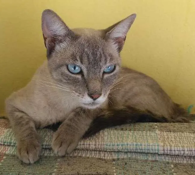 Gato ra a SRD idade 7 a 11 meses nome Charlotte