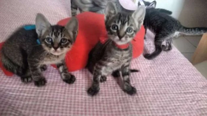 Gato raça  idade Abaixo de 2 meses nome sem nome