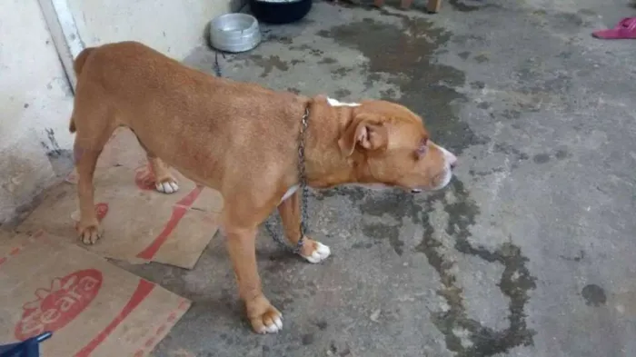 Cachorro ra a Pit Bull idade 6 ou mais anos nome PitBull