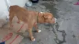 PitBull