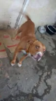 PitBull