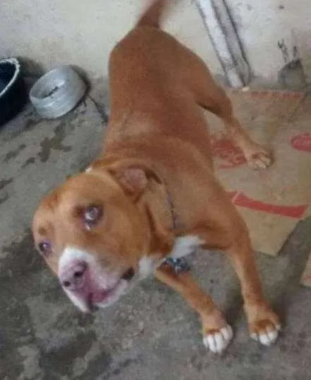 Cachorro ra a Pit Bull idade 6 ou mais anos nome PitBull