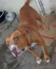 PitBull