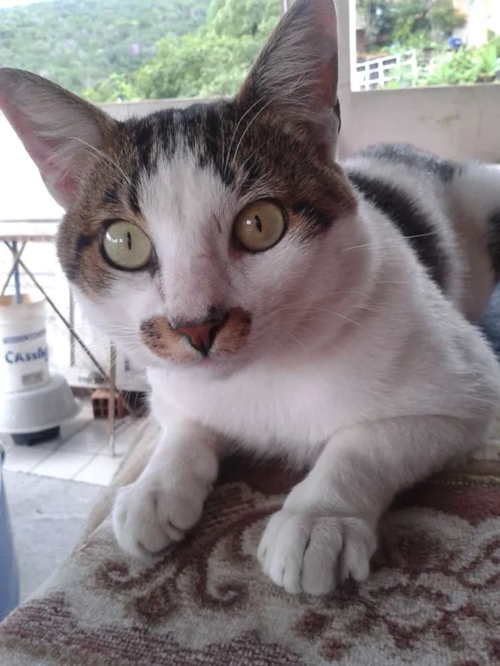 Gato ra a SRD idade 2 anos nome Lito