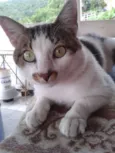 Lito