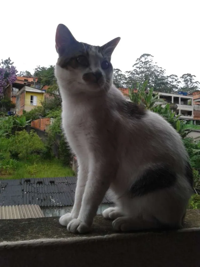 Gato ra a SRD idade 2 anos nome Lito