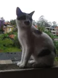 Lito