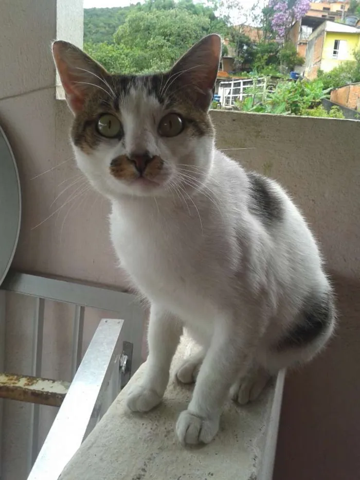Gato ra a SRD idade 2 anos nome Lito