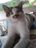 Lito