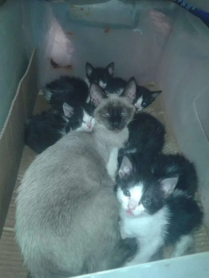 Gato ra a VIRA LATA idade 2 a 6 meses nome SEM NOME
