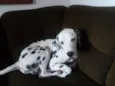 Boby