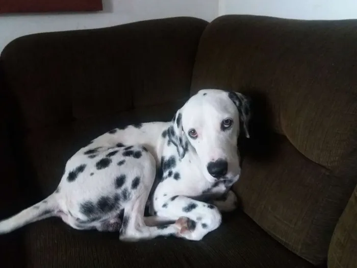 Cachorro raça Dálmatas  idade 2 anos nome Boby